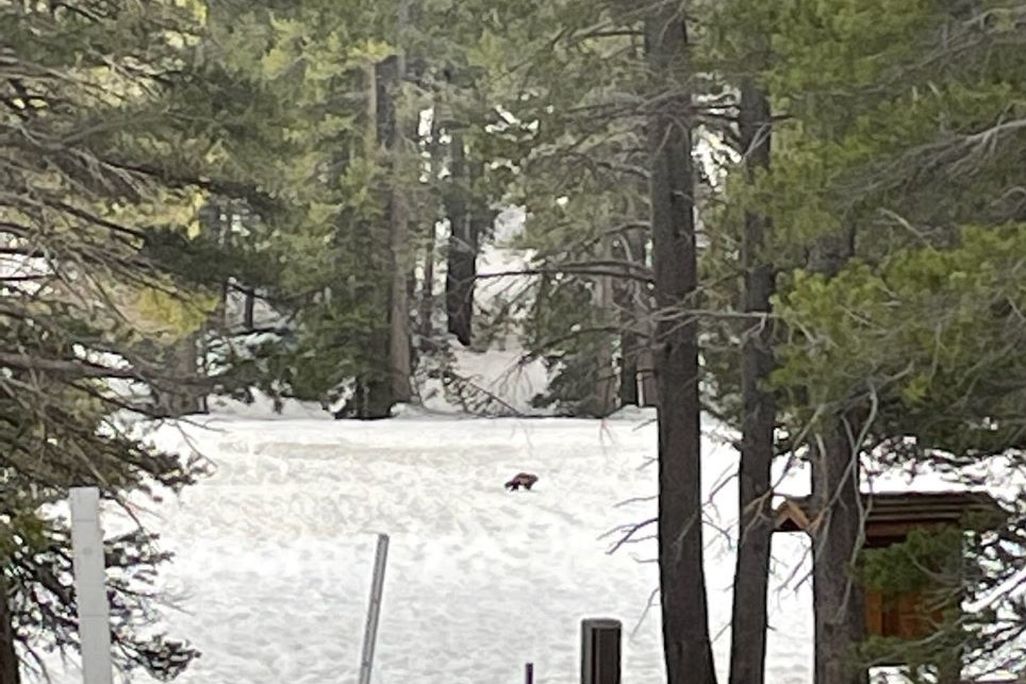 Small wolverine walking on snow surrounded by evergreen trees