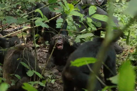Chimpanzees from the Western group attacking members of the Central group in 2019.