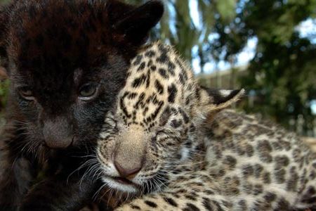 Black jaguars, like the cub on the left, have a mutation that causes them to produce more of the pigment melanin than spotted jaguars do.