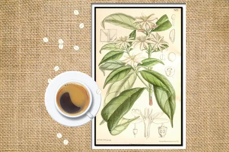An 1896 illustration of Coffea stenophylla in Curtis&rsquo;s Botanical Magazine, which noted the species&rsquo; &ldquo;superior flavor&rdquo; and market potential.