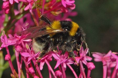 Nesting space is at a premium as humans tear down natural habitats. 