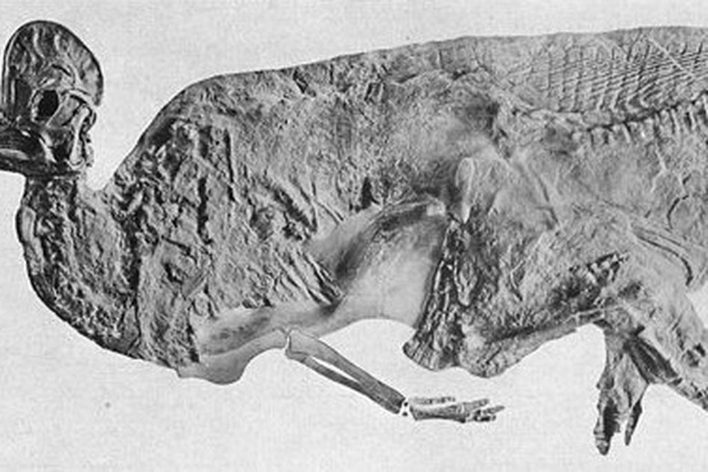 Corythosaurus