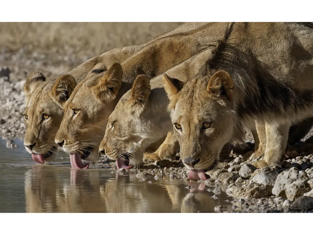 OPENER - Four lionesses enjoy a drink at a watering hole after a recent rain.