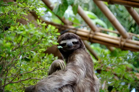 A three-toed sloth.
