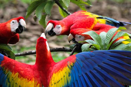 Scarlet macaws are native to the tropics. So how'd they end up in New Mexico?