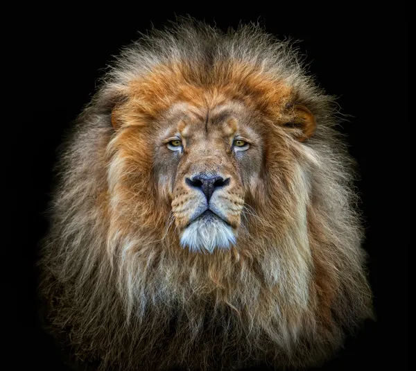 THE KING OF KINGS thumbnail