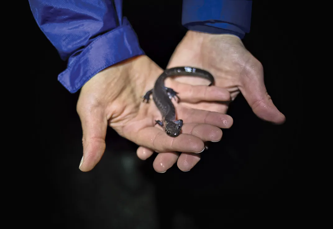 Jefferson/blue-spotted salamander being held by volunteer
