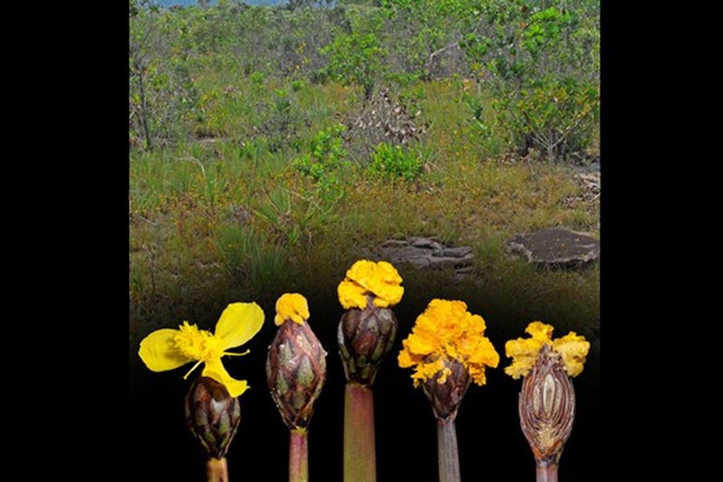 Fusarium xyrophilum fungus and yellow-eyed grass flower