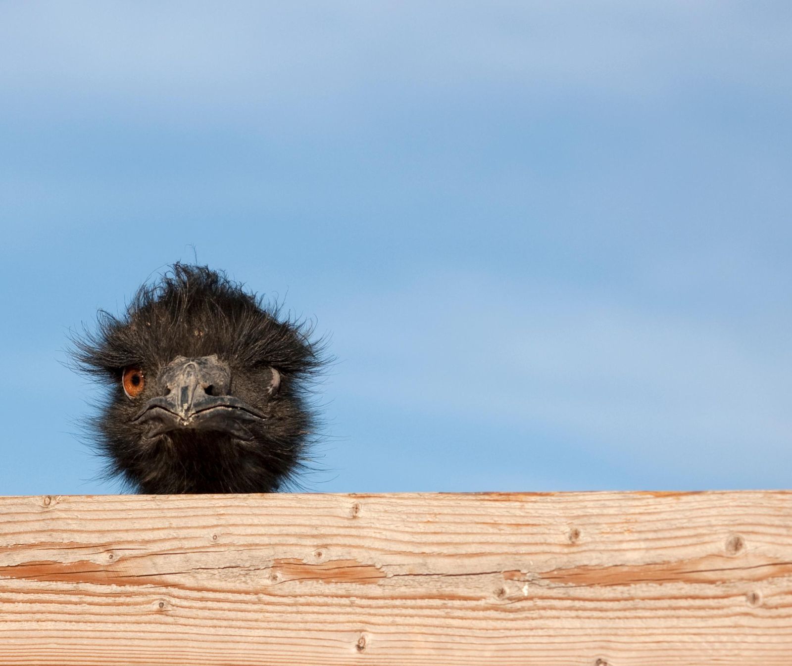 If you've heard that blue jays are smart, it's true; if you've