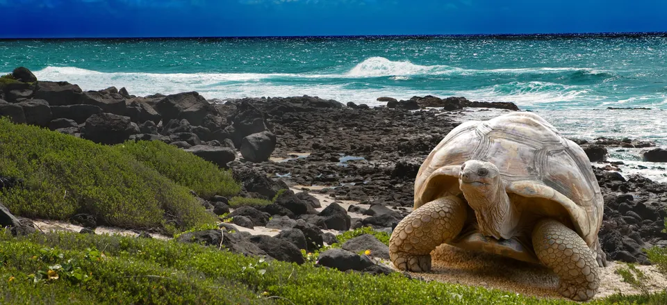  Galapagos tortoise 