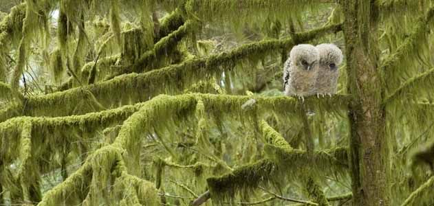 Three week old spotted owl hatchlings