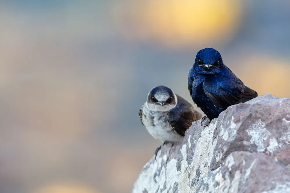 a male and female purple martin sit on a rock