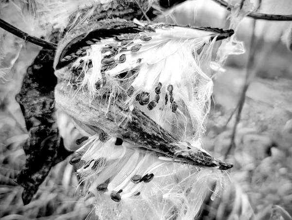 Nature creates thumbnail