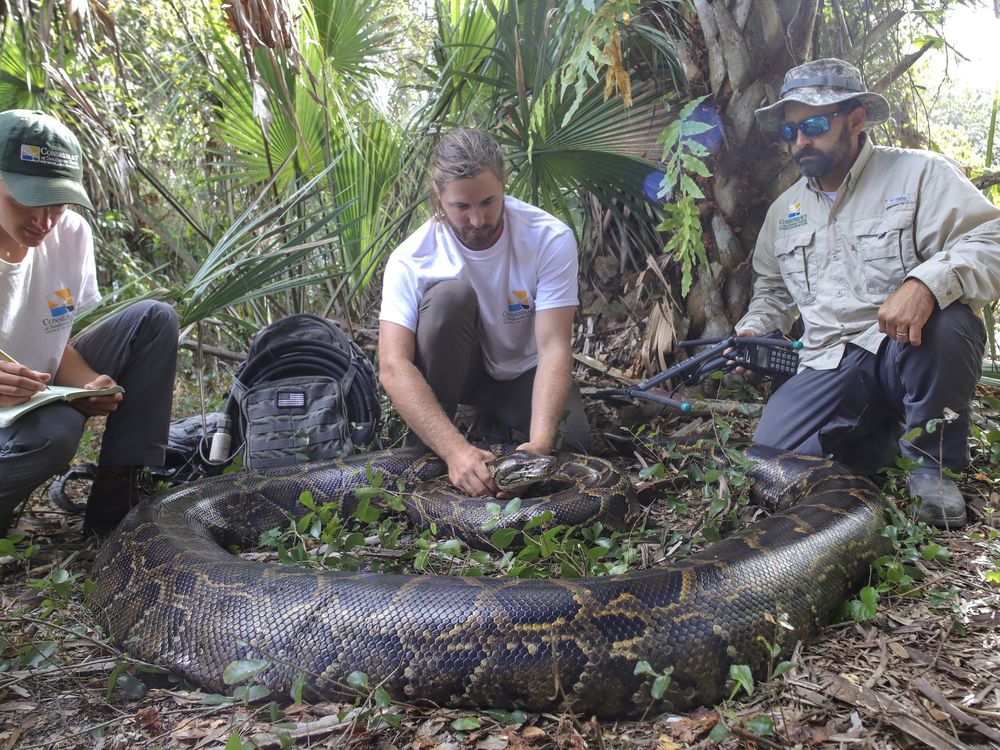 BióƖogos da Flórida capturaм recorde de 215 lιbɾas de PytҺon coм 122