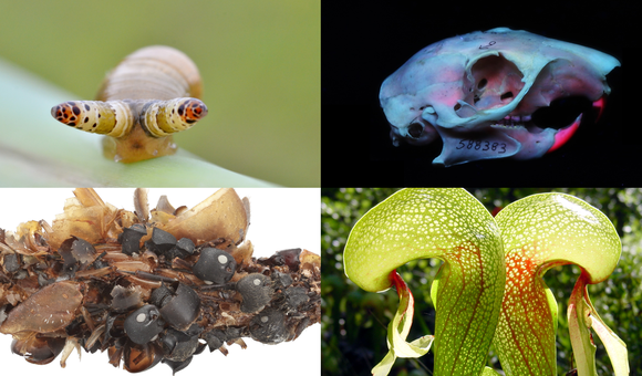 Collections at the Smithsonian's National Museum of Natural History are filled with all sorts of eerie specimens. (Clockwise from top left: Gilles San Martin via Wikimedia, Smithsonian Institution, NoahElhardt via Wikimedia, Karie Darrow) 
