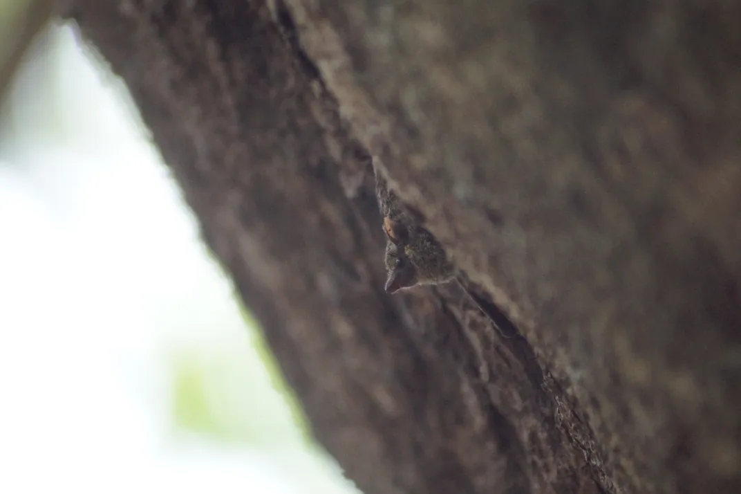 proboscis bat on a tree