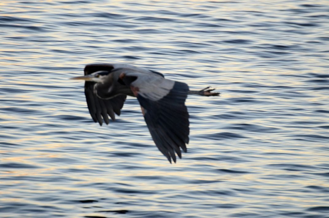 Flight Leader...While walking a large bird flew over the lake, followed ...