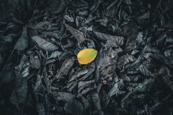 Summers Farewell thumbnail