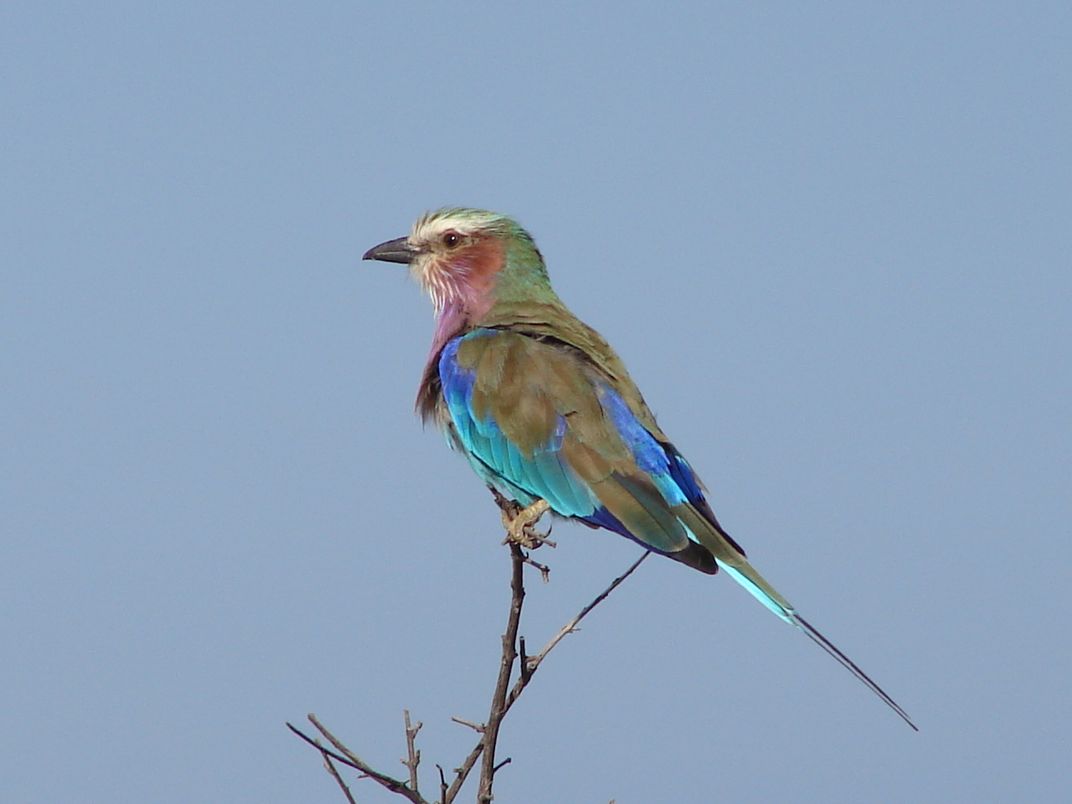 Lilac breasted roller. Credit: Don Wilson