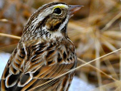 A Savannah sparrow stands on a patch of melting snow in a warm-season grass field in Virginia. (Amy Johnson, Smithsonian's National Zoo and Conservation Biology Institute)