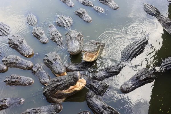 It's showtime thumbnail