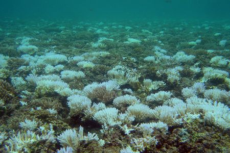This bleached reef near Guam shows what happens when ocean temperatures rise. 