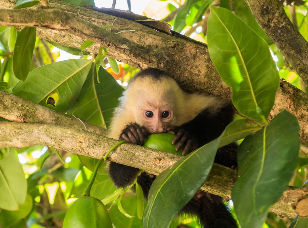 White faced capuchin monkey snacks in a tree