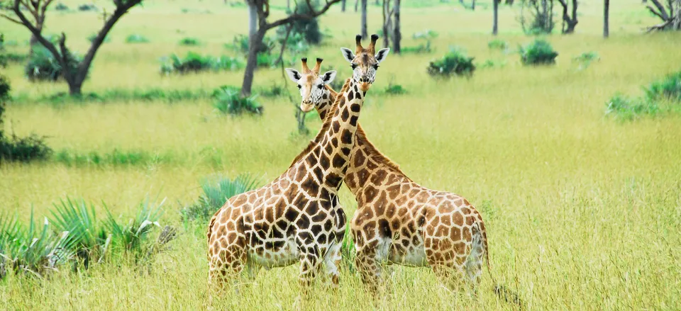  Giraffes in the wild 