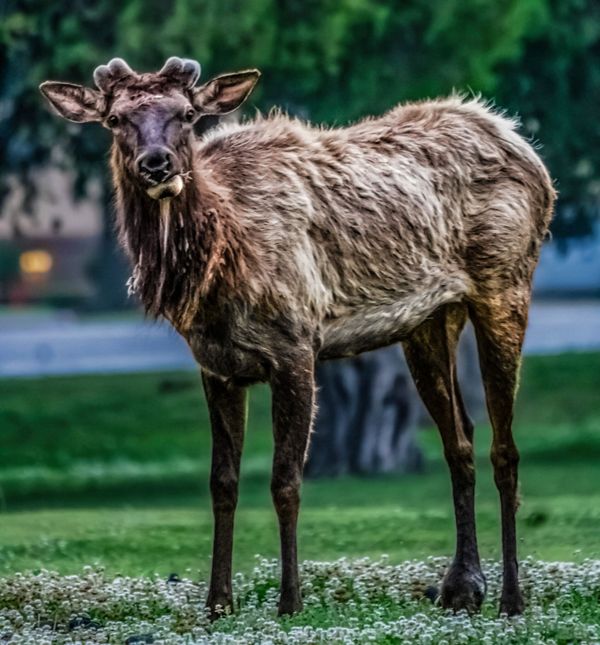 An Elk after shedding his rack thumbnail