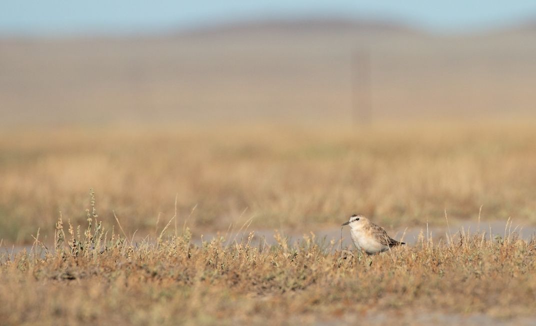 A small bird, called a mountain plover, stands among short grasses on Montana's prairie.