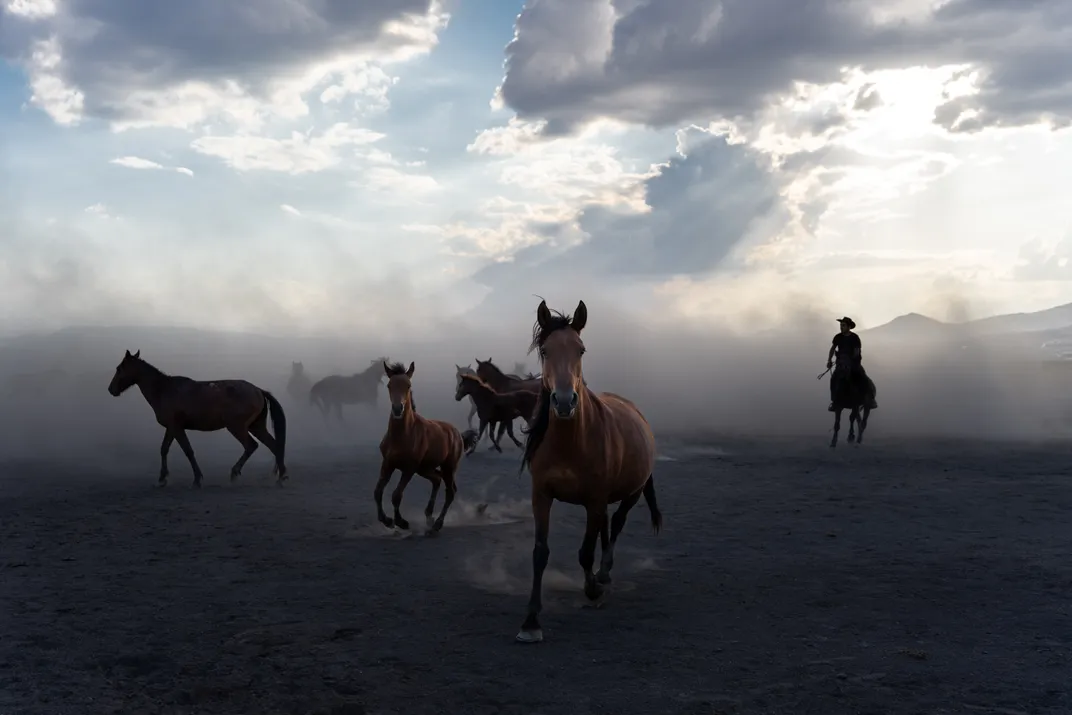 horses in Turkey