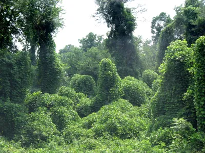 Invasive kudzu girdles a forest.