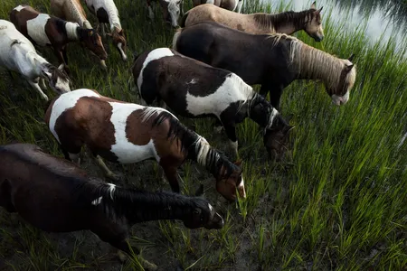 Chincoteague ponies take a moment to graze after swimming across the Assateague Channel in 2015.