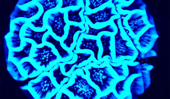 Digitalized pollen of Passiflora cumbalensis