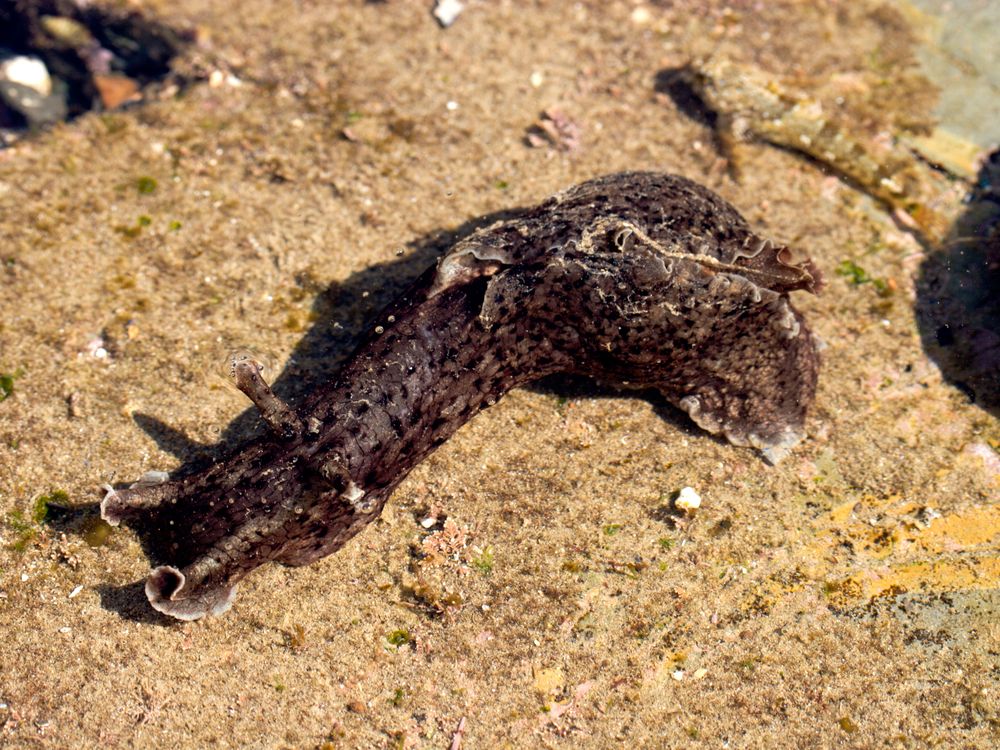 California Sea Hare Aplysia californica and Sculpin in Tide Pool Abalone Cove Shoreline Park California