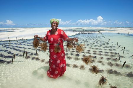 A seaweed farmer in Tanzania shows off her crop.