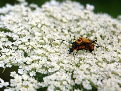 Soldier beetles mate on a bed of flowers.