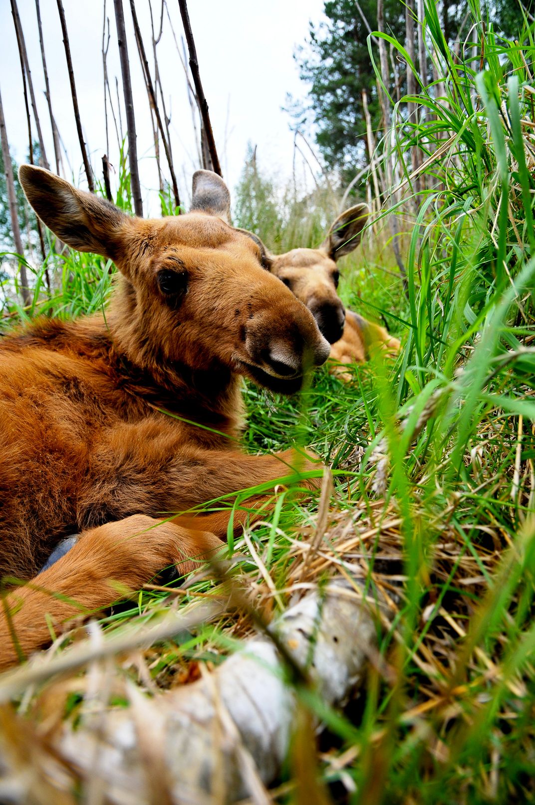 Baby Moose Called Calves Hiding Within Green Brushes Close To The Arctic Circle Smithsonian Photo Contest Smithsonian Magazine