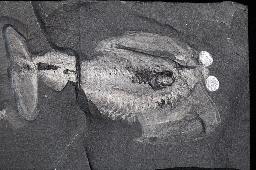Odaraia alata