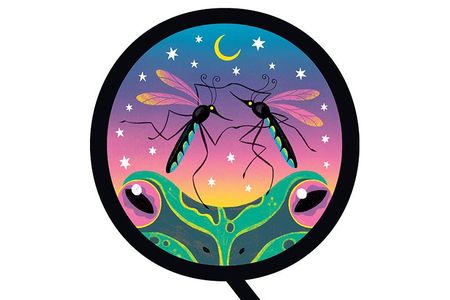 While mosquitoes can be pesky, they're an important part of the food chain.