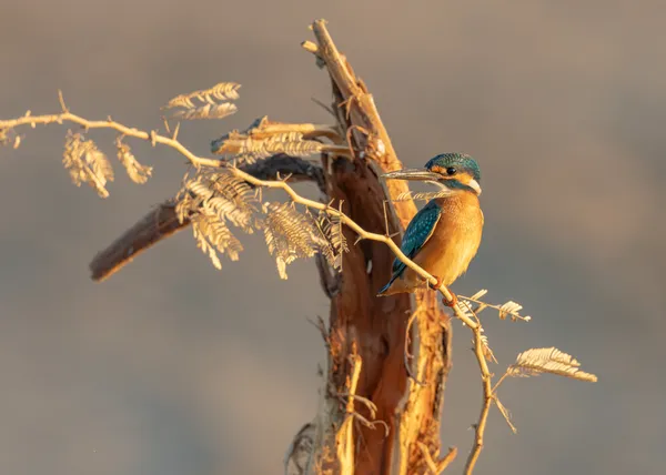 Kingfisher’s Perch thumbnail