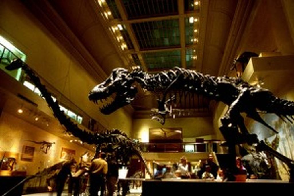 20110520083144smithsonian-dinosaur-skeletons-300x204.jpg
