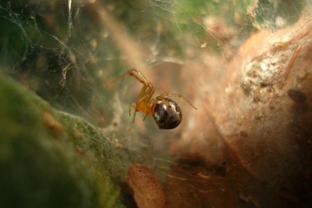 The spider species featured in the study is unusually social, living in colonies of several hundred females and exhibiting either aggressive or docile tendencies