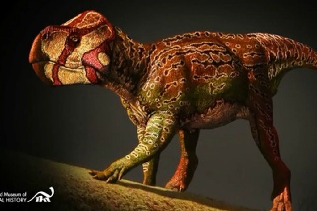 20120319112010unescoceratops-thumb.jpg