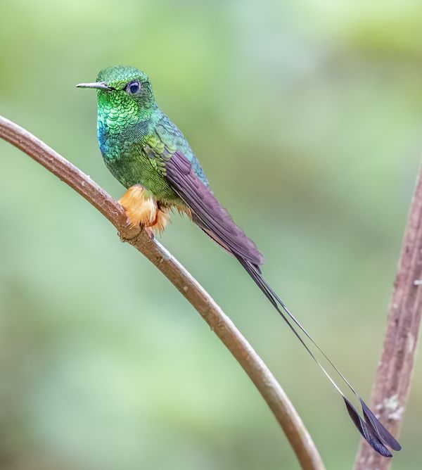 A Peruvian Racket-tail hummingbird thumbnail