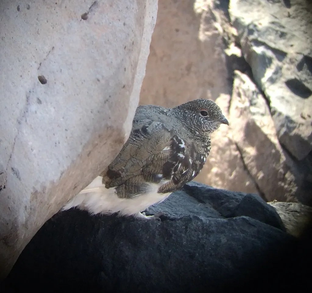 A bird with brown and white feathers standing in the shade near a boulder