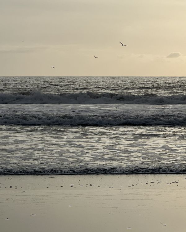 Seagulls in a Taupe Sky thumbnail