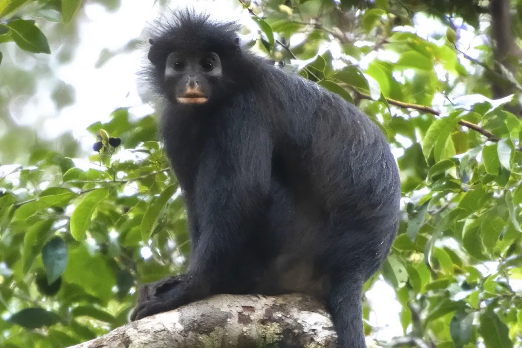 A black monkey sitting on a branch