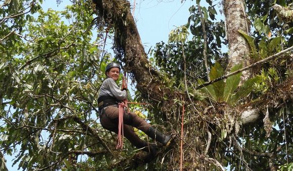 researcher Tremie Gregory climbs high up a tree in Peruvian Amazon rainforest to set up a camera trap