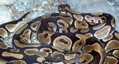 Boa Constrictor Size, Weight & Behavior, Types of Boa Snakes